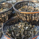 Austern nehmen Sonnenbad, Foto(c) 陳正淵