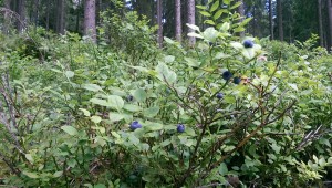 滿山的藍莓