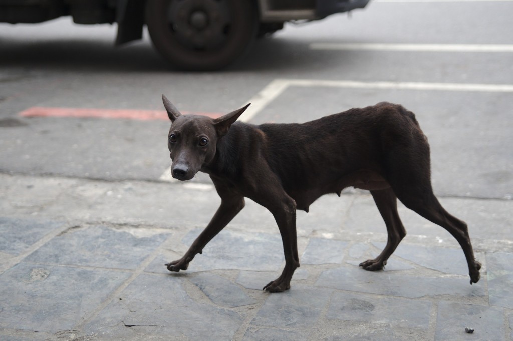 Straßenhund